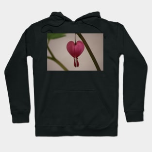 Nature’s Hearts Hoodie